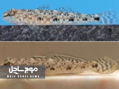 رکورد جدید یک گونه ماهی در خلیج فارس