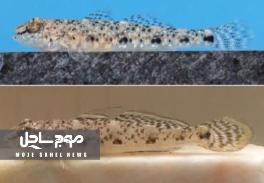 رکورد جدید یک گونه ماهی در خلیج فارس