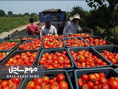 کهورستان غرق در عطر گوجه‌فرنگی: استقبال بی‌نظیر از جشنواره کشاورزی