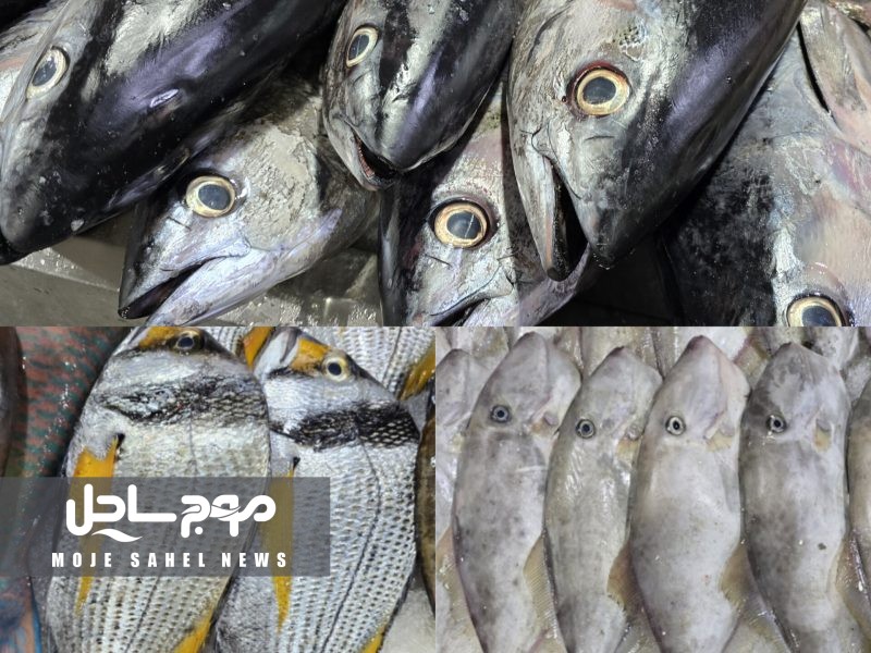 عرضه مستقیم ماهی در راستای تنظیم بازار و همزمان با نزدیک شده به ایام نوروز