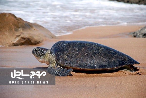 مرگ ده‌ها لاک‌پشت دریایی و یک پورپویز بی‌باله!
