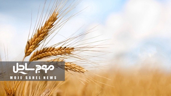 خرید تضمینی گندم در هرمزگان آغاز شد