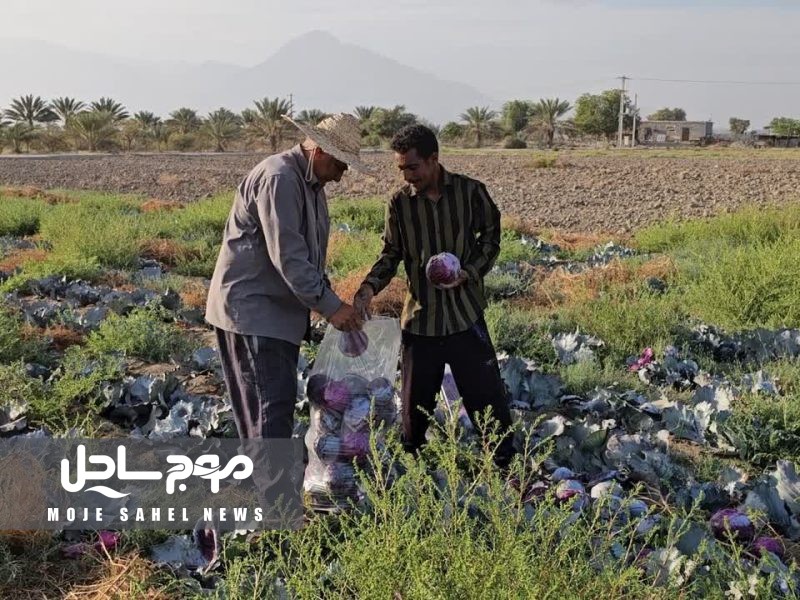آغاز برداشت کلم برگ از اراضی کشاورزی بخش شمیل بندرعباس