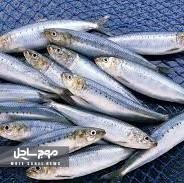 توقیف ۲ تن ماهی قاچاق در جاسک