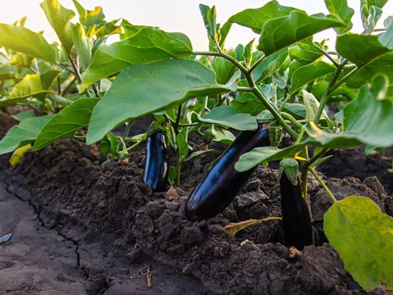 آغاز کشت نشاء بادمجان در ۲ هزار هکتار از مزارع رودان