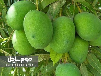 راه‌اندازی گلخانه گرمسیری ۱۵ هکتاری در رودان با حمایت شرکت اسپانیایی Ininsa