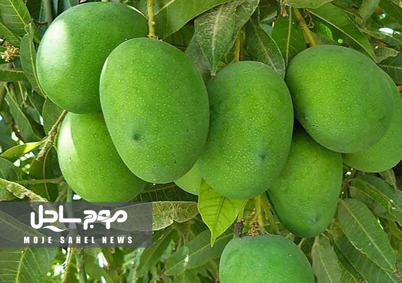 راه‌اندازی گلخانه گرمسیری ۱۵ هکتاری در رودان با حمایت شرکت اسپانیایی Ininsa