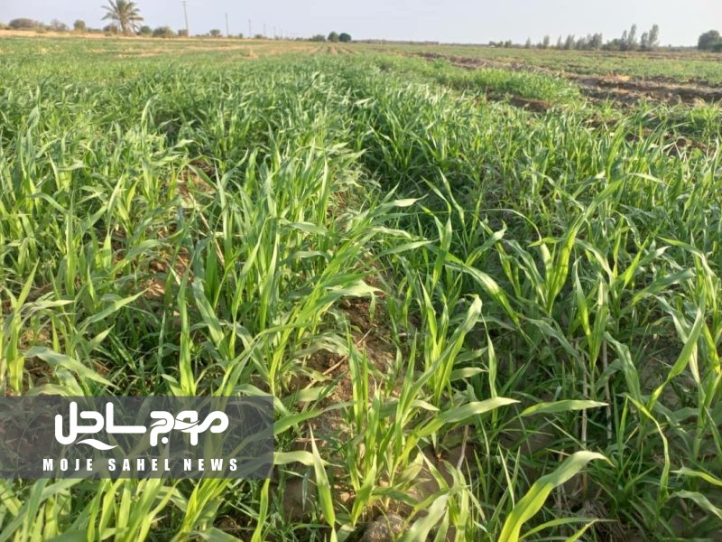 آغاز کشت ارزن در ۷۰ هکتار از اراضی کشاورزی رودان