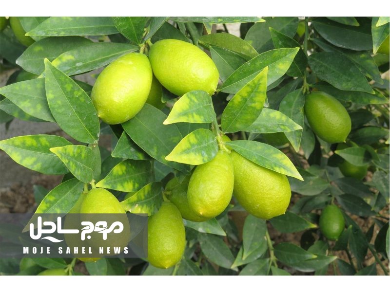 راه‌اندازی اولین باغ مرکبات هوشمند هرمزگان در رودان