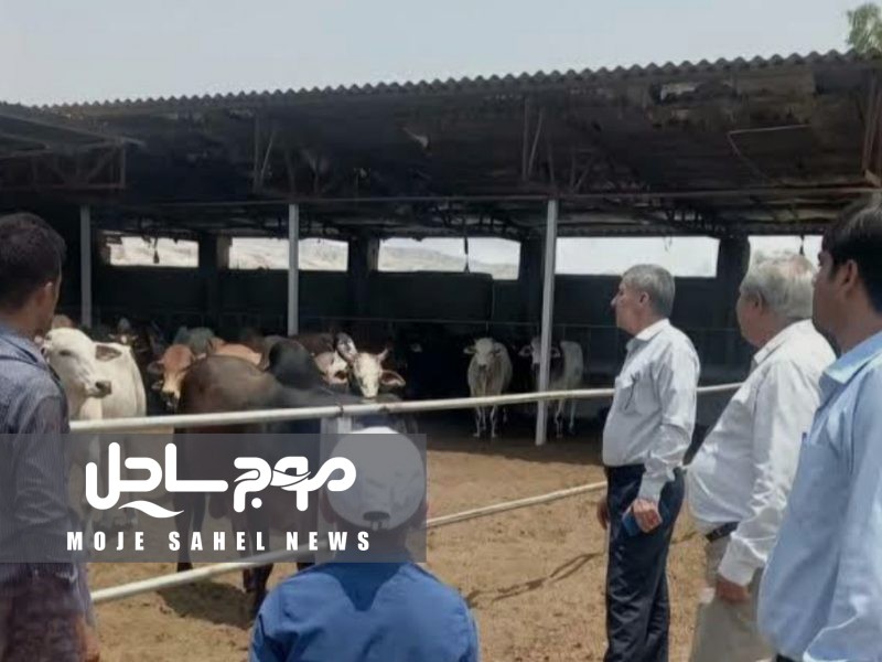 بازدید از ۵۰۰ طرح واگذاری امور اراضی در شهرستان بندرعباس با هدف رصد پیشرفت اجرای طرح ها و تطابق با مقررات