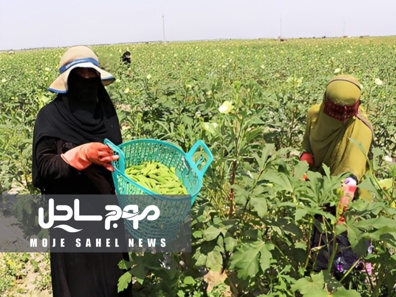 آغاز برداشت بامیه از مزارع شمیل بندرعباس