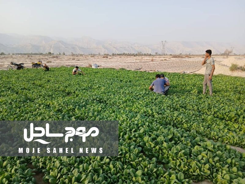 آغاز کشت تنباکو در یک هزار هکتار از اراضی کشاورزی شهرستان بندرلنگه