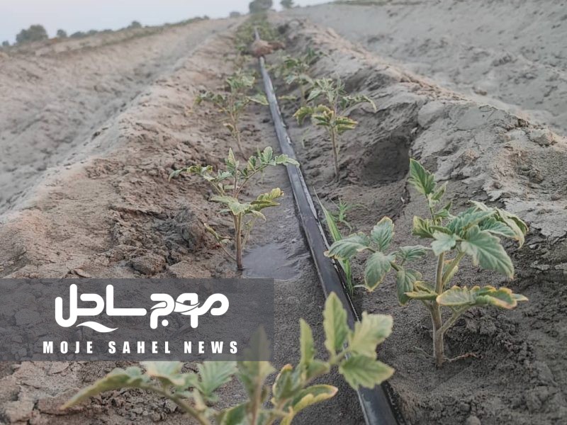 آغاز کشت گوجهفرنگی در ۸۰۰ هکتار از اراضی کشاورزی شهرستان سیریک