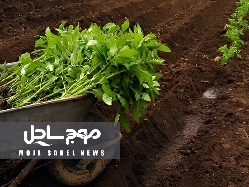 کشت گوجه‌فرنگی در ۳۰۰ هکتار از مزارع شهرستان بستک آغاز شد