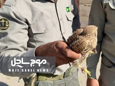 دستگیری ۶ متخلف و نجات ده‌ها پرنده از دام زنده‌گیران