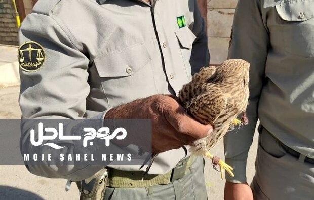 دستگیری ۶ متخلف و نجات ده‌ها پرنده از دام زنده‌گیران