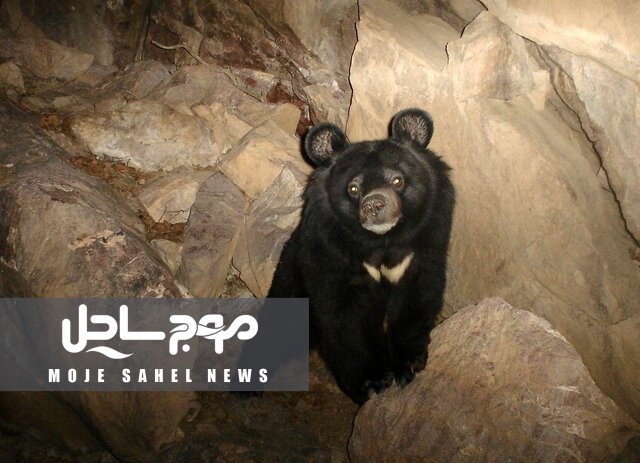 حمله خرس سیاه به آغل دام در رودان / سه رأس گوسفند تلف شدند