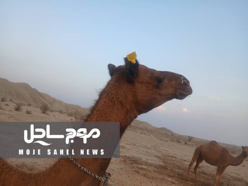 آغاز پلاک گذاری یکصد نفر شتر در شهرستان بشاگرد