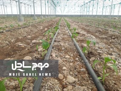«تجهیز ۷۸۲ هکتار زمین به آبیاری نوین در نیمه نخست سال»