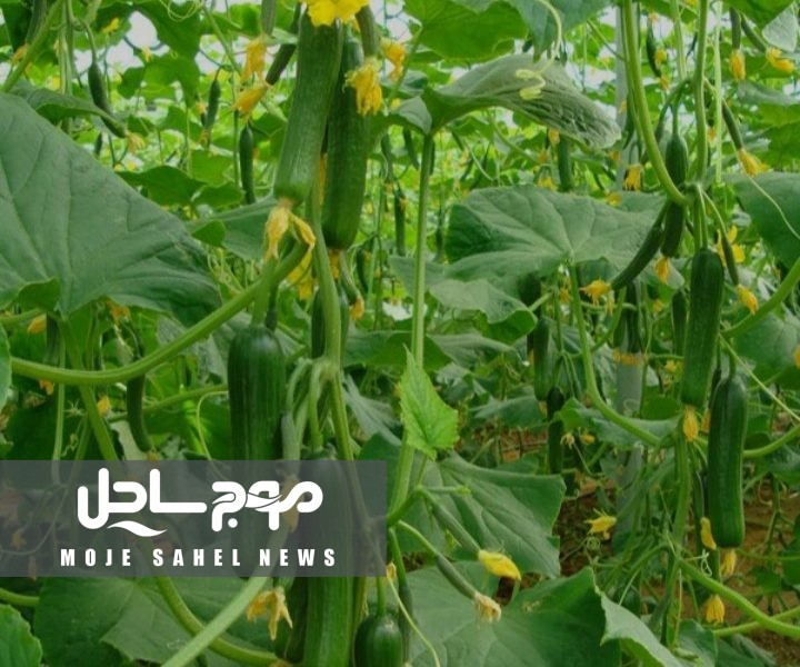 آغاز برداشت ۴ هزار تنی خیار از گلخانه‌های «نت‌هاوس» در میناب