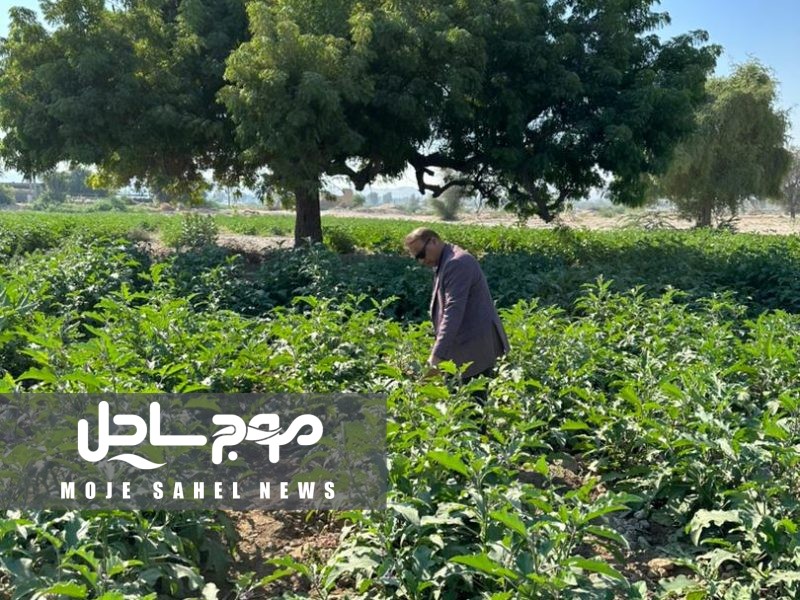 پیش‌بینی بهبود قیمت محصول بادمجان در هرمزگان با آغاز برداشت خارج از فصل