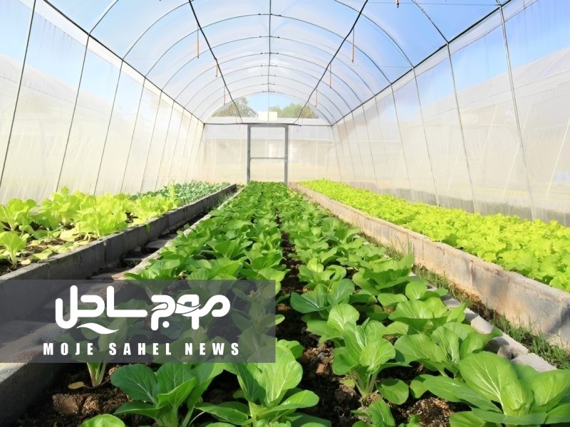 صادرات ۱۸۰ هزار تن محصول گلخانه‌ای هرمزگان با برآورد ۱۰۰میلیون دلار ارزآوری