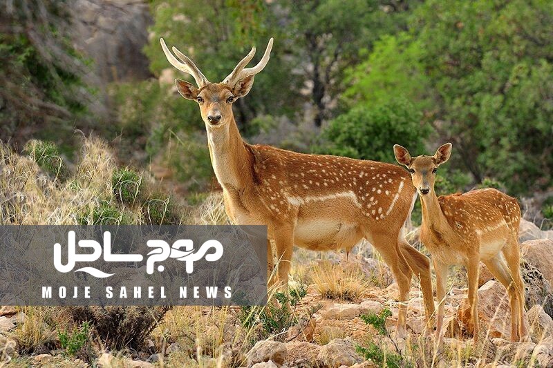 زیست ۴۰ گوزن زرد ایرانی در جنگل‌های دز