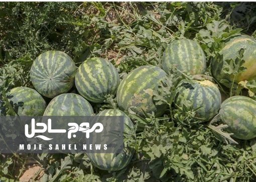 آغاز برداشت هندوانه خارج از فصل از زمین‌های کشاورزی منطقه تازیان