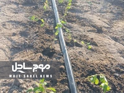 آغاز کشت پایلوت گیاه دارویی مرزنجوش در شهرستان بندرعباس