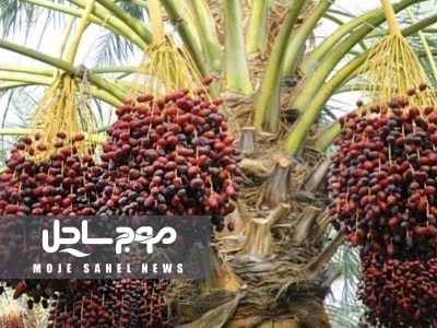 پیش بینی برداشت ۲۰۰ هزار تن محصول خرما از نخلستان های هرمزگان 