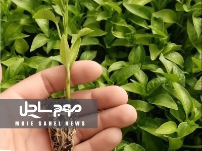 ۵۱ میلیون نشاء آماده انتقال از حاجی‌آباد به مزارع و گلخانه‌ها