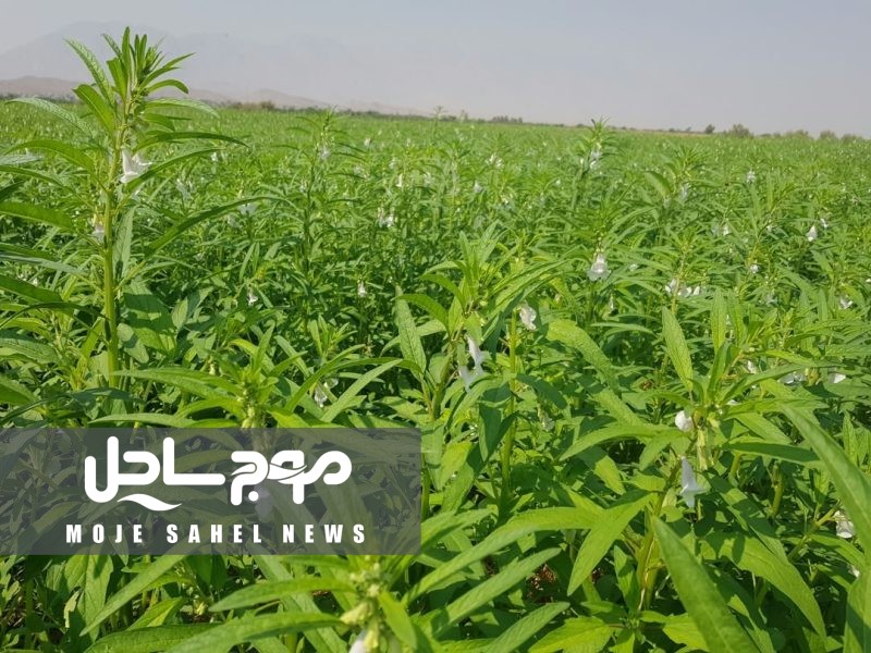 حاجی‌آباد رکورددار کشت کنجد در هرمزگان